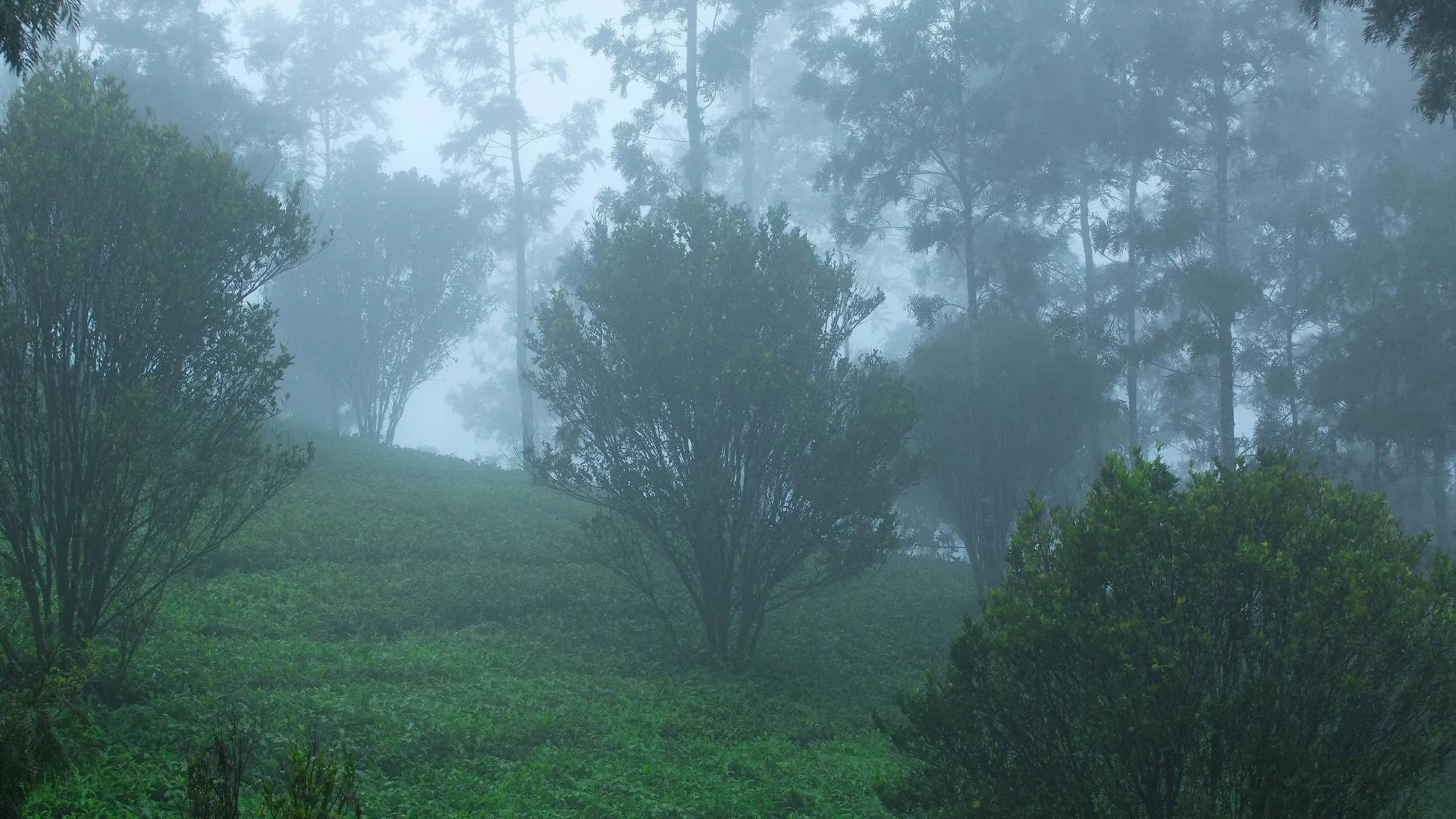 ****  Dream Catcher Plantation Resort Munnar India